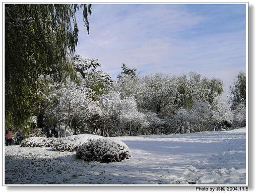 冬天图片-雪地绿树