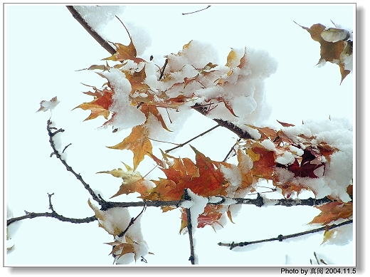冬天图片-枫叶迎雪